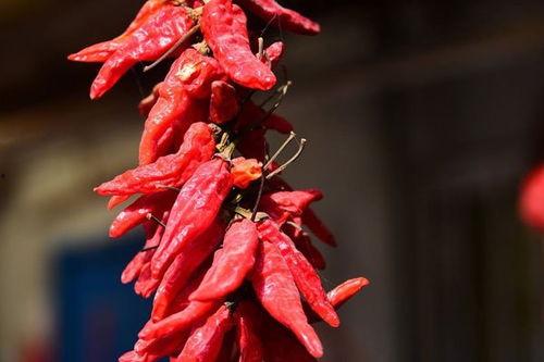 国产辣椒视频,国产辣椒视频带你领略舌尖上的中国