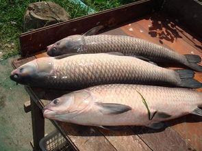 青鱼腾讯视频国产,内容创新与产业融合的典范