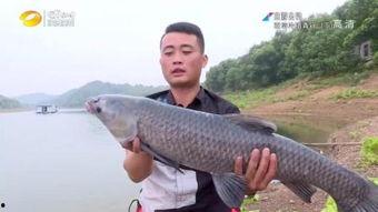 青鱼腾讯视频国产,内容创新与产业融合的典范